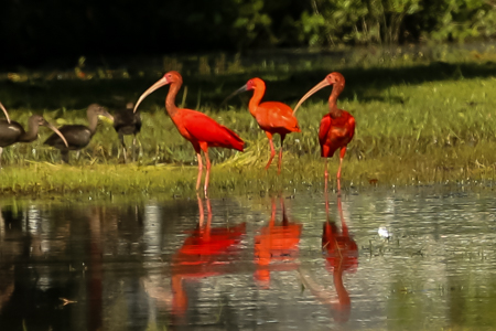 Scarlet Ibis, Caroni Swamp